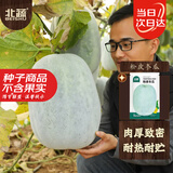北蔬 冬瓜种子苗特大粉皮冬瓜庭院种植秋冬蔬菜种籽 粉皮冬瓜种子50粒