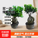 金钱榕树盆景老桩小叶榕苗木造型盆栽人参榕室内绿植提根绿植矮莊 【买一送一】小富贵榕高20cm左右