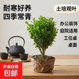 迩英阁黄杨盆景耐寒办公室内盆栽四季常青好养客厅花卉庭院树苗桌 黄杨盆栽35厘米高 不含盆  根部带土球发货  包成活