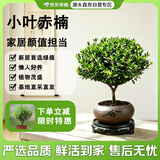 京东绿植小叶赤楠水培植物绿植办公室内水养绿萝花卉盆栽舍得源头直发