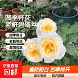 玫瑰花苗老桩绿植物盆栽月季蔷薇老根室内外阳台庭院特大花卉四季 45碧翠丝（老桩苗四季开花）