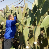素颜新鲜墨西哥米邦塔仙人掌绿色多肉植物盆栽可食用仙人掌外敷内服 十三年老片3斤价 熬泡，多送半斤 不含盆