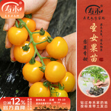 寿禾 各种蔬菜苗活苗带土发货大全菜苗夏秋秧苗山东寿光苗种子阳台 [金玲珑2号]黄圣女果苗 6棵