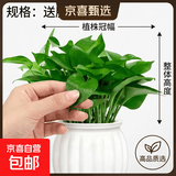 吉利红金钻发财树鸭脚木绿植好养室内桌面盆栽除甲醛植物真花卉 【一盆】绿萝+白色吸水盆 下单即送肥料