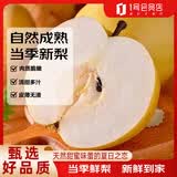 趣尝鲜砀山新玉蜜梨 净重5斤 单枚300g 26年新梨 水果源头直发包邮