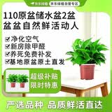 京东绿植绿萝盆栽除甲醛花卉绿植办公室新房净化空气110款2盆装源头直