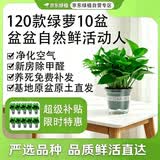京东绿植绿萝盆栽除甲醛花卉绿植办公室新房净化空气 120款10盆源头直发