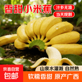 京喜加正宗苹果蕉广西香蕉自然熟新鲜水果奶蕉粉蕉小米芭蕉鹏贸 带箱2斤净重1.7-1.8斤