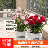 瑞典女王月季夏季耐晒灌木月季带花苞四季开花玫瑰大苗阳台庭院 天荷繁星+卡罗拉两颗原盆原土发货小苗