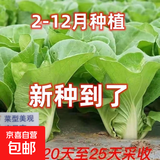 奶油快菜种子20天成熟耐热耐高温四季速生高产小白菜种子蔬菜种子 正品奶油白菜约1200粒1包+肥
