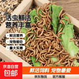 面包虫黄粉虫宠物鸟类鱼类活饲料零食面包虫批发活的面包虫 2000条
