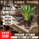 一帆风顺年宵花卉绿植物盆栽水培白掌室内客厅摆放耐寒冷净化空气 白掌裸根小苗【1颗装】