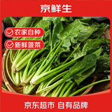 京鲜生新鲜菠菜 净重650g 简装 新鲜蔬菜源头直发