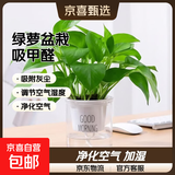 特价绿萝盆栽室内客厅办公室吸甲醛净化空气水培植物绿植花卉好养 【1盆】绿萝+早安吸水盆 整体含盆高度20-25cm