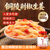 鲜窝窝剁椒生姜片600g 醋泡姜安徽铜陵白姜芽腌制生姜仔姜下饭酱菜特产