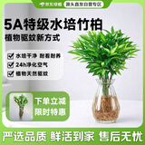 京东绿植驱蚊竹柏水培植物盆栽办公室桌面花卉水养绿植10株带瓶源头直发