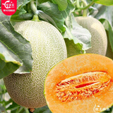 育禾农 冰糖子甜瓜种子大全香瓜苗秧苗种苗梨瓜优质老品种夏季水果蔬菜 甜瓜王子哈密瓜种子 30粒