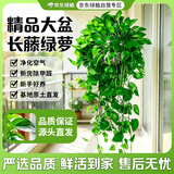 京东绿植绿萝盆栽除甲醛花卉绿植办公室新房净化空气160白1盆源头直发