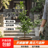 树葡萄苗果树嘉宝果苗正宗沙巴加宝果南北方四季庭院名贵种植盆栽 沙巴1.2-1.3米高/包结果结果多 111cm(含)-140cm(含)