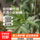 四川正宗金丝楠木苗金丝楠苗名贵小叶桢楠树苗金丝楠木苗楠木树苗 高度60-80公分2颗带原土杯