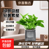 特价绿萝盆栽室内客厅办公室吸甲醛净化空气水培植物绿植花卉好养 【1盆】绿萝+轻奢灰色繁星吸水盆 整体含盆高度20-25cm