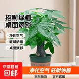 发财树盆栽大植物室内办公室桌面客厅小盆景招财树苗绿植花卉盆栽 小单杆发财树 2-3cm【加仑盆】 【送肥料】
