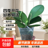 年宵花春节蝴蝶兰盆栽绿植花卉年货装饰过年四季开花大苗好养易活 【主图款】---【包开花】送营养液2包 小苗不带花剑