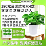 京东绿植绿萝盆栽除甲醛花卉绿植办公室新房净化空气 龙蛋竖纹4盆源头直
