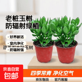 迩英阁大叶玉树老桩盆栽多肉植物燕子掌室内防辐射四季好养绿植净 玉树3年苗两棵【好养】 原土（不含盆）15-25CM不等
