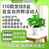 京东绿植绿萝盆栽除甲醛花卉绿植办公室新房净化空气110竖纹盆8盆源头直