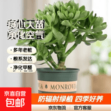 迩英阁大叶玉树老桩盆栽多肉植物燕子掌室内防辐射四季好养绿植净 玉树8-9年苗一颗【良心大苗】 原土（不含盆）15-25CM不等