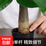 发财树盆栽大植物室内办公室桌面客厅小盆景招财树苗绿植花卉盆栽 小单杆发财树 2-3cm【原盆】 【送肥料】