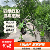 树葡萄苗果树嘉宝果苗正宗沙巴加宝果南北方四季庭院名贵种植盆栽 四季红妃1.5米高左右/当年结果丰 111cm(含)-140cm(含)