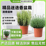 京东绿植迷迭香可食用盆栽植物西餐牛排香料室外种植百里香源头直发
