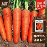 北蔬胡萝卜种子黑田五寸红家庭种蔬菜种籽 新黑田红笋胡萝卜种子30g