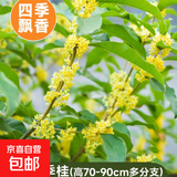 桂花树苗盆栽室内四季桂花卉植物金桂丹桂庭院大树浓香型绿植开花 四季桂花70-90cm-多分叉【原土球发货】