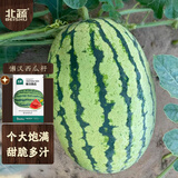 北蔬 西瓜种子种苗懒汉特大果甜西瓜南北方水果籽 懒汉西瓜种子150粒