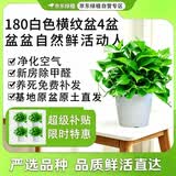 京东绿植绿萝盆栽除甲醛花卉绿植办公室新房净化空气180白横纹4盆源头直