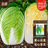 北蔬大白菜黄心种子苗冬储耐寒大规格秋冬种蔬菜籽 黄心大白菜种子20g
