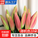 AB级优质香水百合鲜花水培插花家庭生活水养鲜切玫瑰云南产地直发 高品质【AB级随机色大花苞】香水百合10朵+保鲜剂