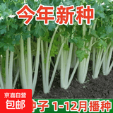 【农家菜园】白长茄子贝贝南瓜番茄重庆香菜天津青麻叶养生荠荠菜 原装正品白芹菜种子约4000粒1包