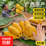 京喜加广西小米蕉当季水果小鸡米蕉新鲜自然熟香蕉产地直销兰和 5斤装