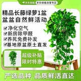 京东绿植绿萝盆栽除甲醛花卉绿植办公室新房净化空气160红1盆源头直发