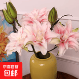 AB级优质香水百合鲜花水培插花家庭生活水养鲜切玫瑰云南产地直发 重瓣-伊莎贝拉10-12朵