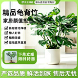 京东绿植老桩龟背竹大盆栽客厅室内大型植物大叶真绿植0.8-1m圆形源头直发