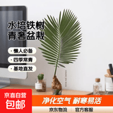 水培植物铁树小盆栽办公室内微景观桌面创意好养易活绿植花卉盆景 微景观【铁树+青奢矮灰玻璃瓶+营养液】 高度15-25cm