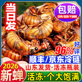 辽梦知了猴新鲜山东活体大号金蝉知了爬叉猴速冻知了龟预制菜肉禽菜肴 甄选丨金蝉知了候【50只】（山东发货）净150g