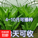 孔雀菜紫叶生菜不打药不生虫生吃脆甜高营养直立生菜四季播生菜 正品甜脆油麦菜种子约1500粒1包