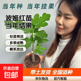 【原盆原土】波姬红无花果树苗盆栽带果特大果耐寒南北方种植地栽 1cm-1.5cm 粗 25-35cm高原盆原土 大果波姬红1盆带叶当年挂果
