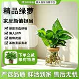 京东绿植水培绿萝清新空气花卉绿植四季常青盆栽绿萝火山瓶源头直发